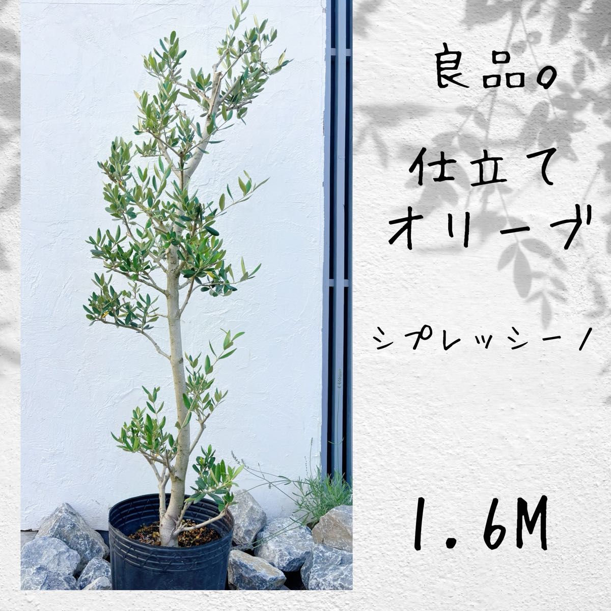 優良株。カクレミノ株立ち1.8M(鉢底から)品番B 優良株 カクレミノ株立ち1 7M(鉢底から)品番A|Yahoo!フリマ(旧
