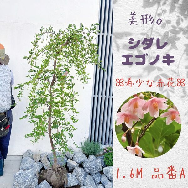 シダレエゴノキ☆赤花☆1.6M(鉢底から)品番A