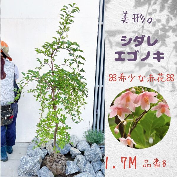 シダレエゴノキ☆赤花☆1.7M(鉢底から)品番B