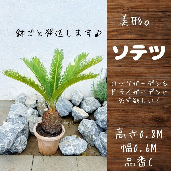 美形。ソテツ(蘇鉄)0.8M(鉢底から)品番C 庭木