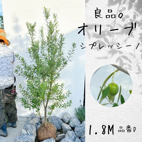 良品。オリーブ シプレッシーノ 1.8M(鉢底から)品番D
