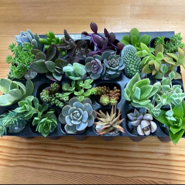 多肉植物 カット苗24種 多肉弁当 寄せ植えに