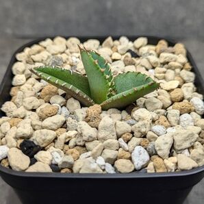 アガベ チタノタ 鰐亀 TC