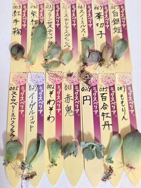 おらいさん苗 クローン 葉挿しセット 多肉植物 ミニ苗入り