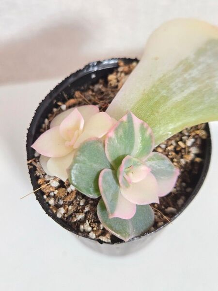 錦品種 斑入り 葉挿し 多肉植物