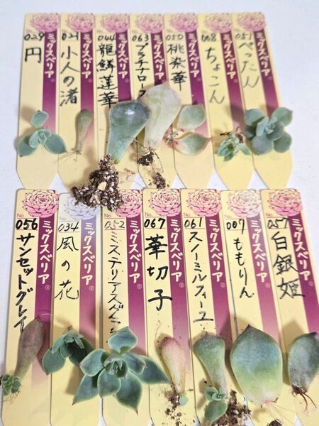 おらいさん苗 クローン 葉挿しセット カット苗 多肉植物