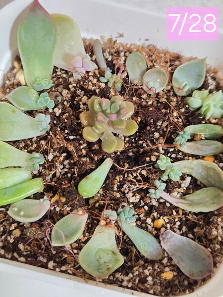 【最終値下げ】 ラムネ追加 つぶつぶ屋さん苗 クローン 葉挿しセット 多肉植物