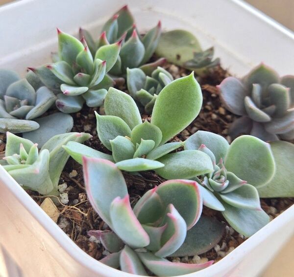 【最終値下げ】おらいさん苗 クローン 葉挿し カキコ カット苗 多肉植物