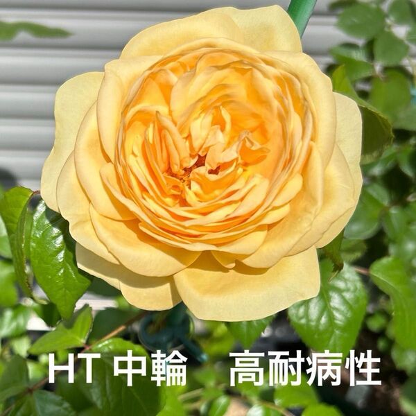 HT山吹色のバラ 挿し木幼苗 強健