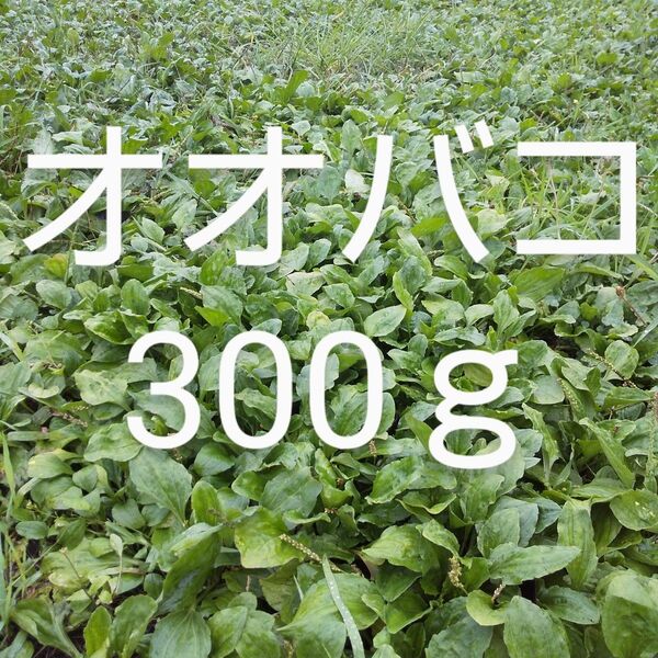 オオバコ(かえるっぱ)約300g 新鮮 農薬不使用