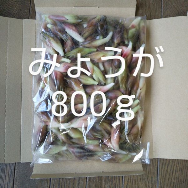 みょうが 約800g 新鮮 農薬不使用 天然物