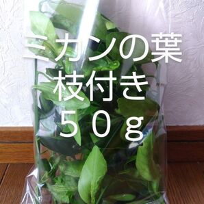 みかんの葉小枝付き 約50g 新鮮 農薬不使用
