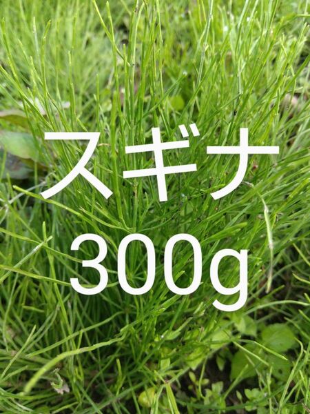 スギナ 約300g 新鮮 農薬不使用