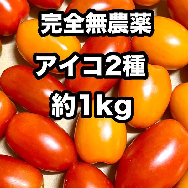 無農薬 アイコ オレンジアイコ 2種類 ミニトマト 箱込み約1kg