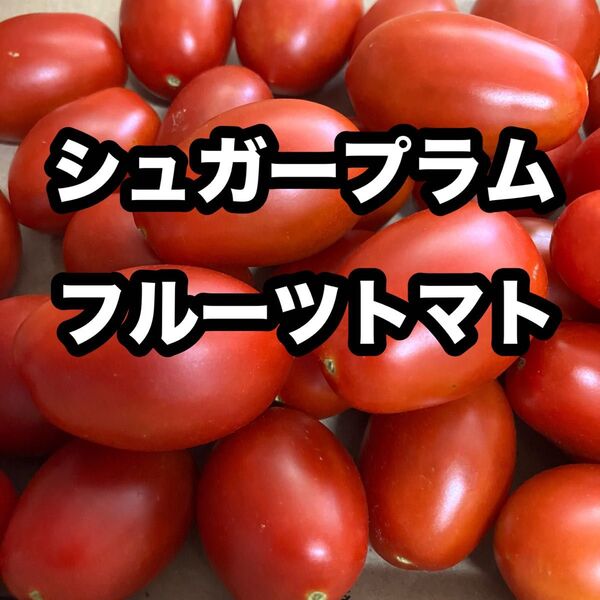 完全無農薬 フルーツトマト シュガープラム 800g