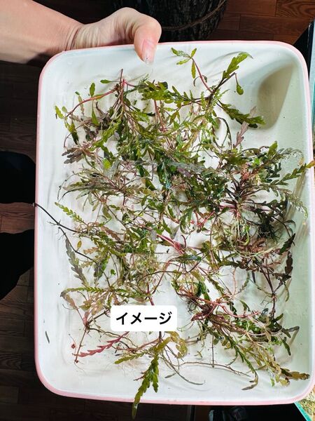ハイグロフィラ ピンナティフィダ(水中葉)(無農薬) 1セット