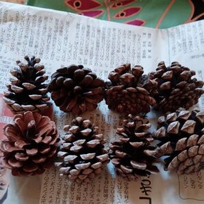 松ぼっくり 8個セット まとめ売り 自然乾燥 材料 工作 インテリア
