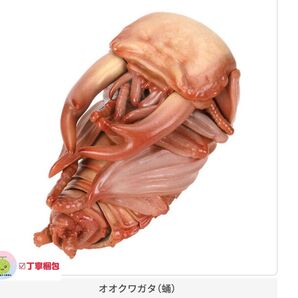 いきもの大図鑑 くわがた10 オオクワガタ 蛹 ガチャ 1点
