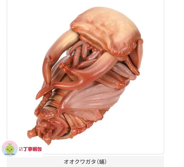 いきもの大図鑑 くわがた10 オオクワガタ 蛹 ガチャ 1点