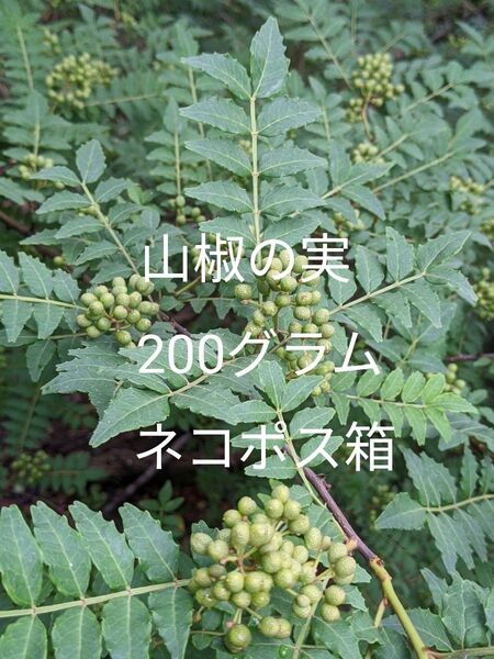 2.岡山県産 山椒の実 200グラム ネコポス箱
