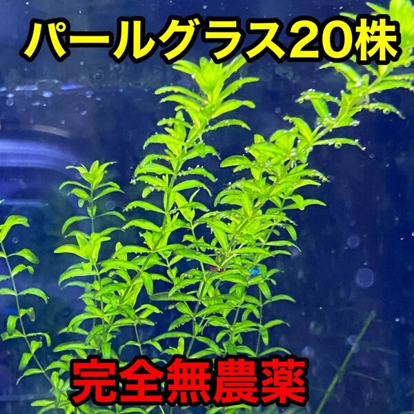 パールグラス20株 完全無農薬