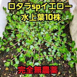 ロタラspイエロー 水上葉 10株 完全無農薬
