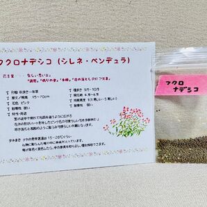 袋ナデシコ 種 約2000粒 袋撫子 シレネ ピンク