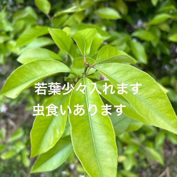 レモンの葉70枚
