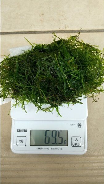 無農薬 ウィローモス 69.5g 自家繁殖 匿名配送 ビオトープ