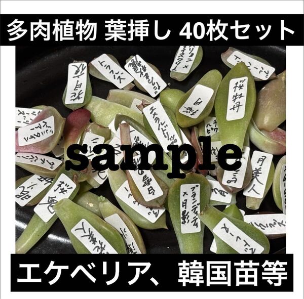 多肉植物 葉挿し エケベリア 40枚セット