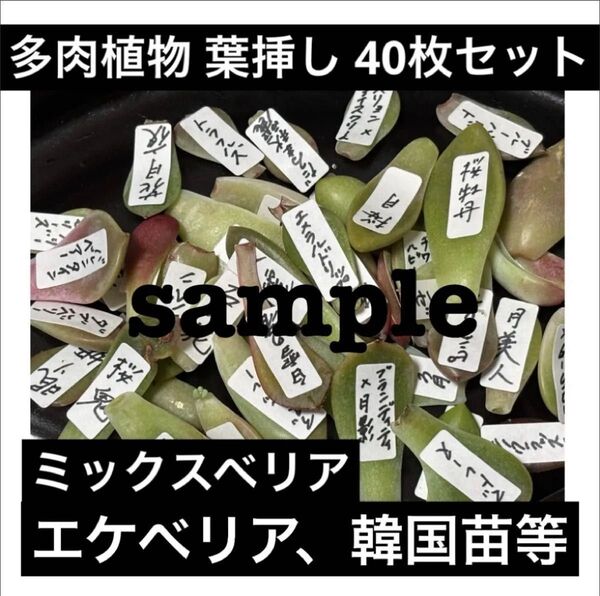 多肉植物 葉挿し40枚セット エケベリア ミックスベリア 韓国苗等 No.3