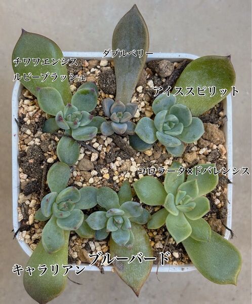 多肉植物 エケベリア 葉挿し 抜き苗 6個セット