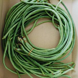 家庭菜園栽培柔らかくささげ豆 豆 ささげ 約400g