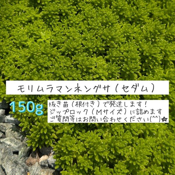 モリムラマンネングサ セダム 抜き苗