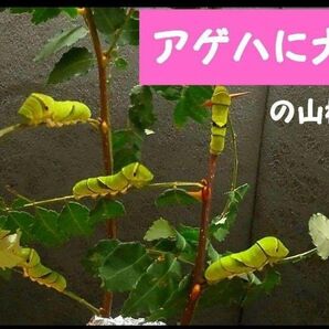 北海道産 山椒の枝 8本 アゲハの餌 山椒の葉