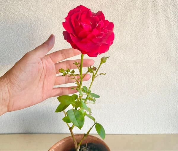 10 バラ 苗 深紅かピンク 樹齢50余年の親木からの挿し木 やわらかい新芽発芽中