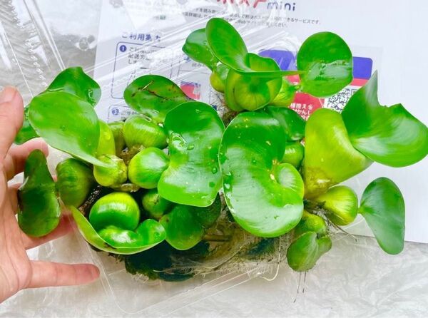 T 浮き草 ホテイアオイ 水草 無農薬栽培(ウォーターヒヤシンス)熱帯魚に 丈夫で繁殖力旺盛種