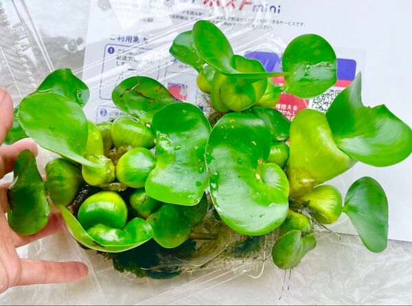 Q 浮き草 ホテイアオイ 水草 無農薬栽培(ウォーターヒヤシンス)熱帯魚に 丈夫で繁殖力旺盛種