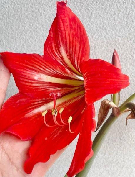 G 赤アマリリス 球根2個 開花経験あり