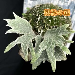ビカクシダ P.Willinckii cv.Watchara 'Fish Bone' pup株分子株