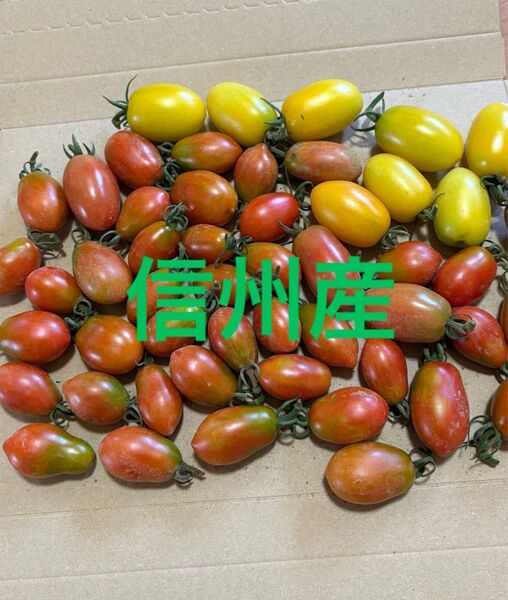【当日発送】 信州産 長野県産 イエローアイコ シュガープラム トマト 朝採れ