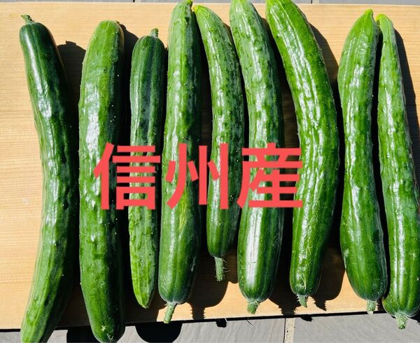 【当日発送】 信州産 長野県産 きゅうり 朝採れ 無農薬