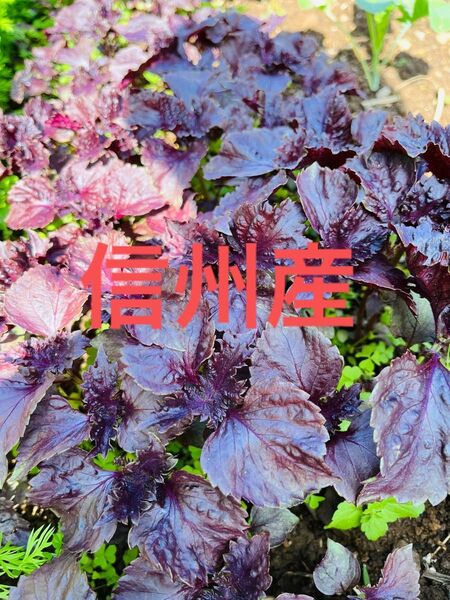 【信州産】赤紫蘇 しその葉 シソ 自然栽培 無農薬 無施肥