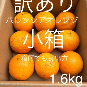 訳あり 小箱 M 1.6kg 国産バレンシアオレンジ/箱何でも良い方用 お試し