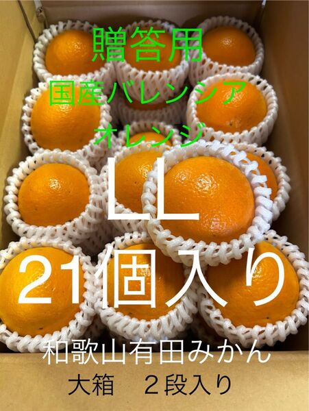 贈答用 国産バレンシアオレンジ LL 21個 和歌山県有田みかん