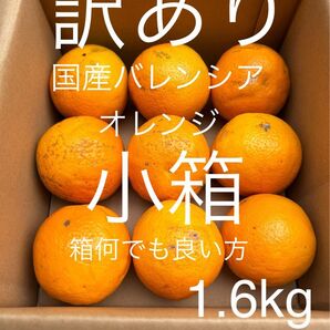 訳あり 小箱 L 1.6kg 国産バレンシアオレンジ/箱何でも良い方用
