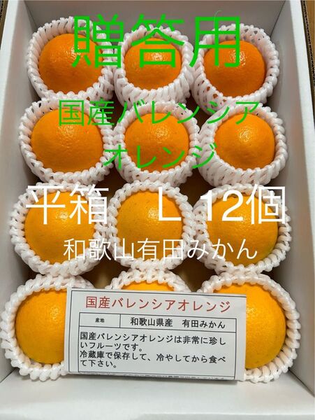 贈答用 L 平箱 国産バレンシアオレンジ 12個入り お中元 有田みかん