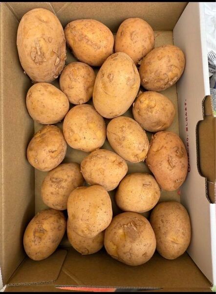 じゃがいも 赤土 約1キロ 正規品