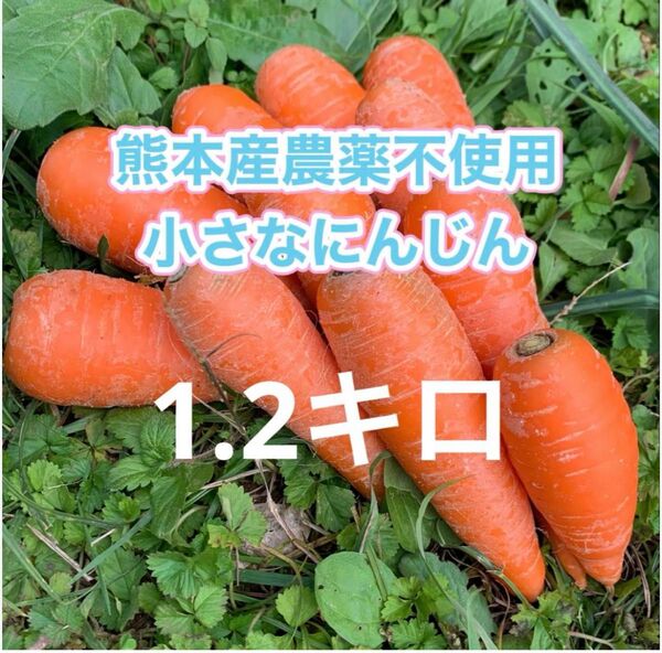 熊本産農薬不使用小さなにんじん1.2キロ