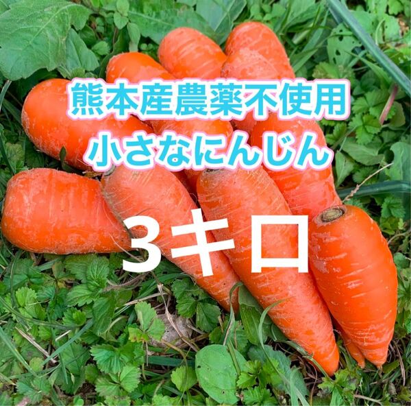 熊本産農薬不使用小さなにんじん3キロ